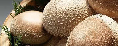 Že poznate medicinske gobe?